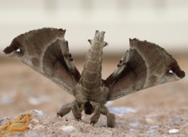 Spotted Apatelodes